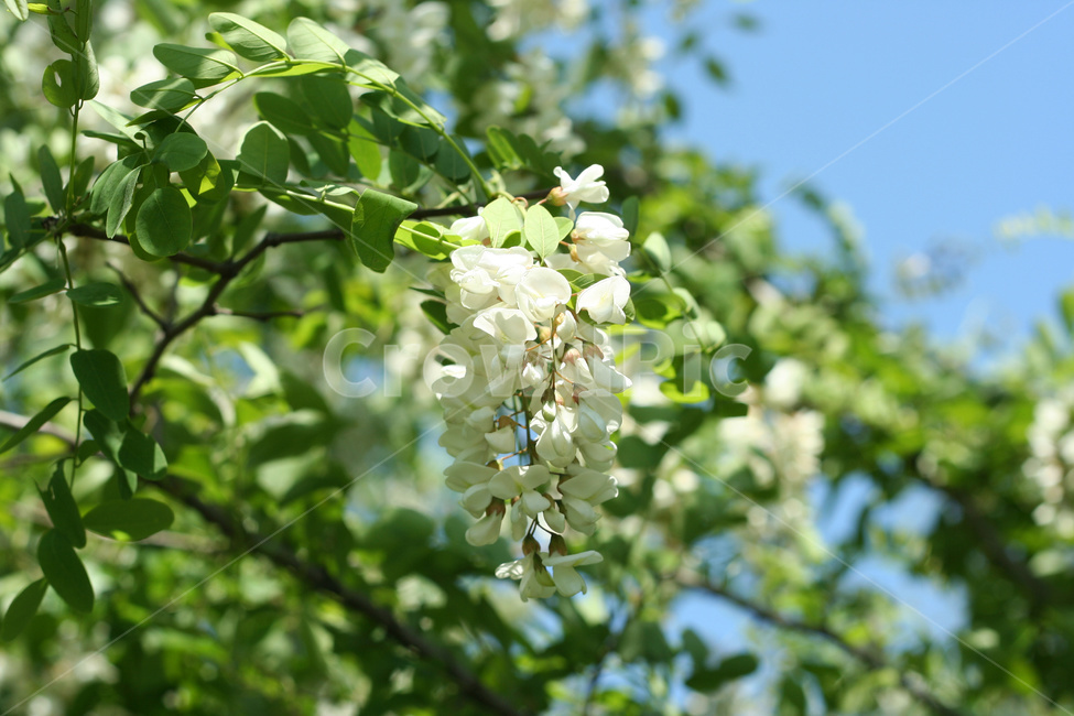 아카시아꽃,아카시아꽃잎,아카시아나무,아카시아숲,아카시아잎,식물,자연,plants,nature