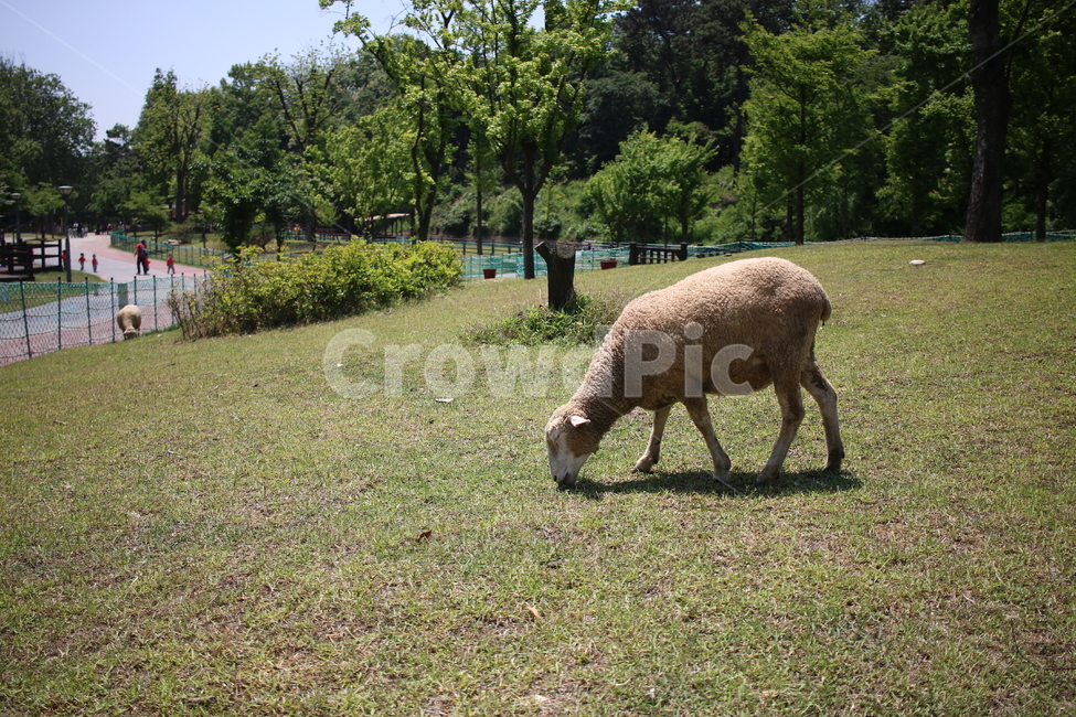 양,양떼목장,sheep,공원,동물,동물,animal,포유류,mammal