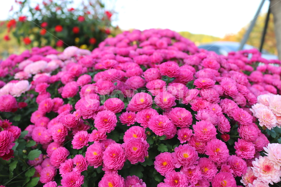 꽃,국화,국화꽃,식물,야생화,소국화,원예,분홍꽃,분홍색꽃,식물,자연,plants,nature,꽃,flower
