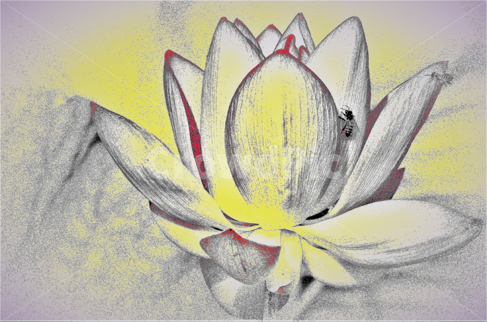 연꽃,꽃,식물,flower,벌,식물,자연,plants,nature,꽃,flower