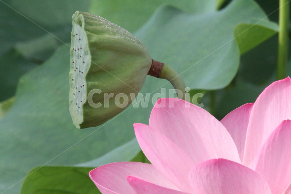 연,연꽃,식물,약용식물,lotus,식물,자연,plants,nature,꽃,flower