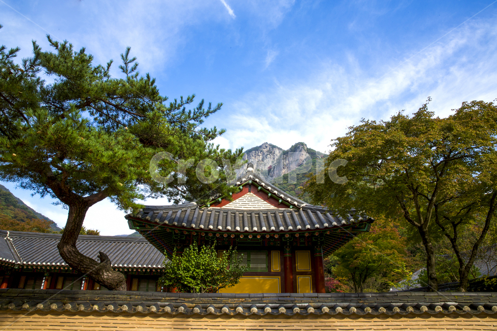 경내,담장,기와,기와지붕,하늘,구름,흰구름,불교,자연,계절,가을,산,백암산,절,백양사,처마,풍경,단풍,건축,고건축,단청,집,지붕,식물,나무,소나무,옥외,outdoors,신전,temple,architecture,건축물,building,건물,worship,예배,shrine,신사,한국전통,한국문화,korean traditional,korean culture,건축물,건물외관,exterior,building,structure,architecture,construction