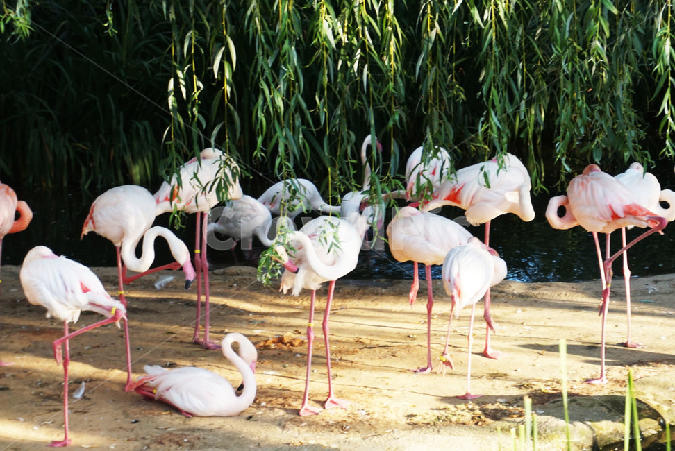 홍학,플라밍고,flamingo,동물,animal