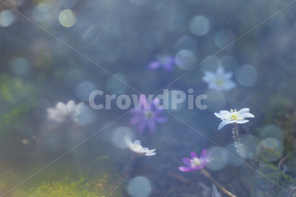 노루귀,보케,봄꽃,흰노루귀,홍노루귀,봄,계절,spring,season,식물,자연,plants,nature,꽃,flower,plant,blossom,petal,꽃잎
