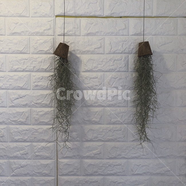 감성사진,힐링,색감,자연,빈티지,풀,실내용화초,화분,화초,house plant
