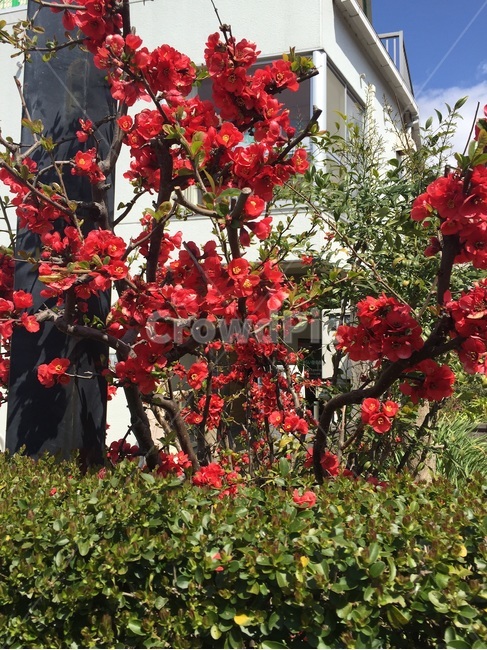 매화,봄,빨간매화,꽃,일본