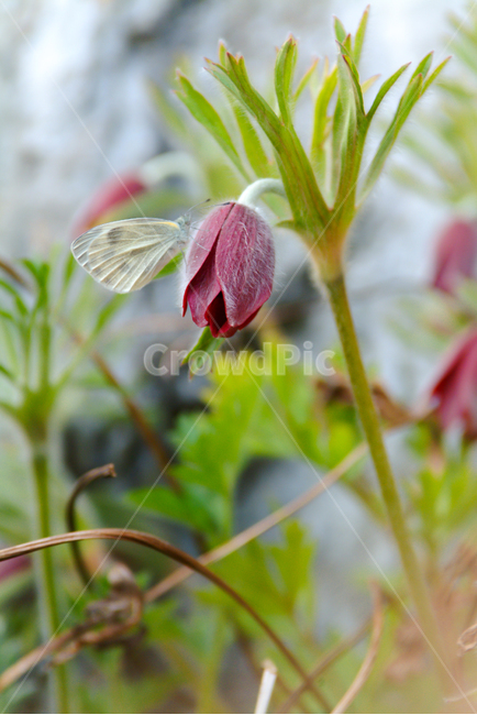 할미꽃,봄꽃,꽃,배추흰나비,나비,봄소식,자연,4월,식물,자연,plants,nature,꽃,flower