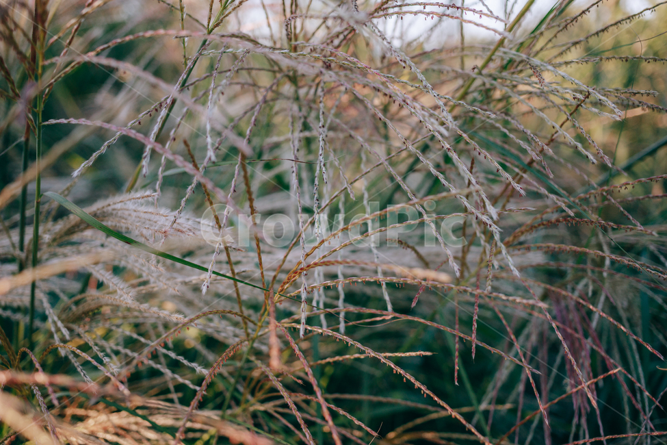 가을,갈대,햇살,햇볕,자연,풀,풀잎,잎사귀,가을,계절,fall,autumn,season,식물,자연,plants,nature,plant,grass,잔디