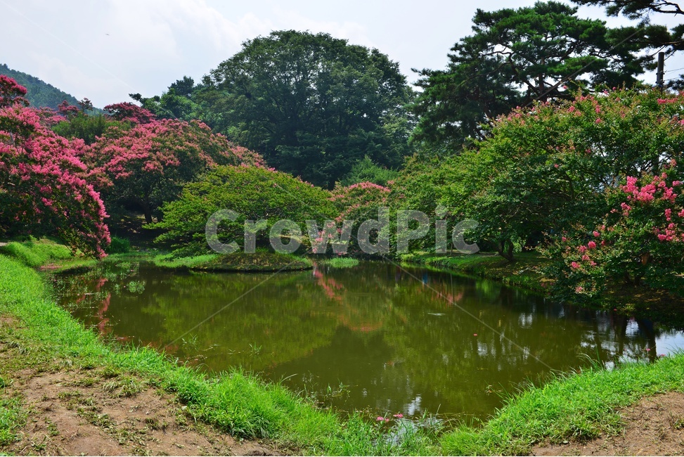 garden,정원,path,통로,water,물,nature,자연,outdoors,옥외,tree,나무,식물,plant,경치,경관,풍경,담양,명옥헌,명옥헌원림,배롱나무,배롱나무꽃