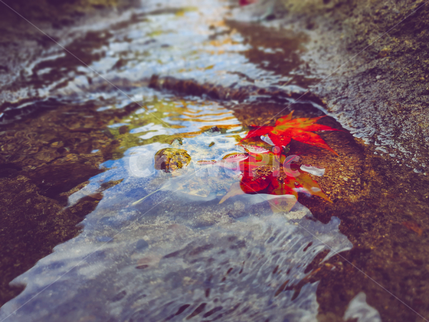 잎,leaf,식물,plant,단풍,자연,가을,가을,계절,fall,autumn,season