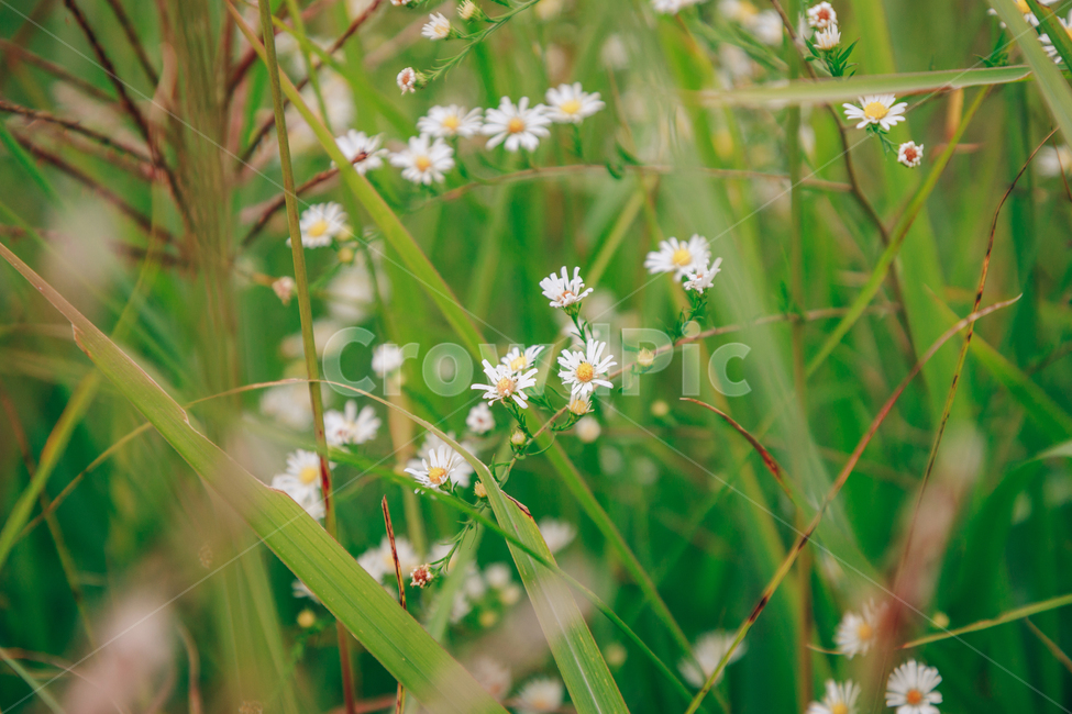 가을,식물,자연,초록,흰꽃,쑥부쟁이,식물,자연,plants,nature,꽃,flower