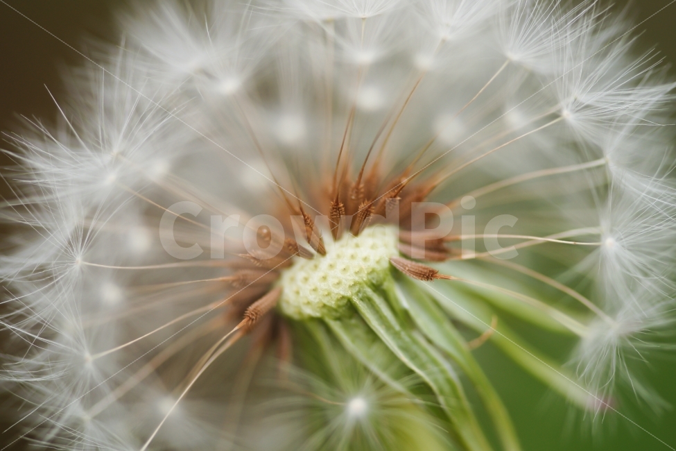 식물,민들래,홀씨,키위,감성,씨앗,식물,자연,plants,nature,꽃,flower