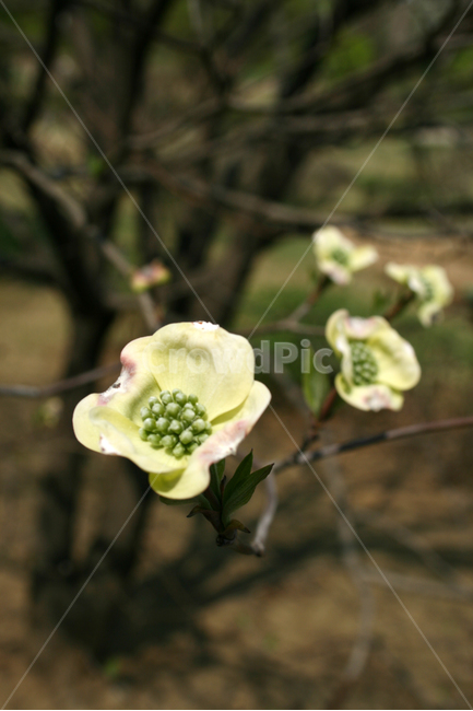 서양산딸나무,나무,봄,봄날,봄풍경,감성,spring,flower,공원,풍경,식물,새싹,잎,초록,꽃,봄,계절,spring,season,식물,자연,plants,nature,꽃,flower,plant,blossom