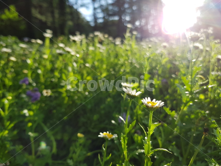 꽃,아침꽃,들판,맑은날,데이지,flare,plant,daisy,식물,자연,plants,nature,꽃,flower
