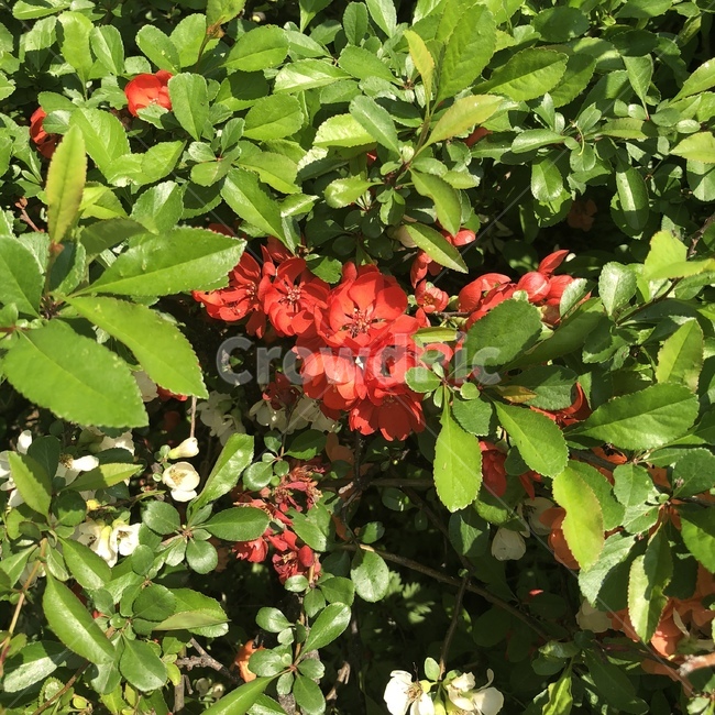 plant,식물,꽃,flower,빨간꽃,잎,leaf,부시,bush,vegetation,redflower,초목,나무,초록색,빨간색,자연,nature