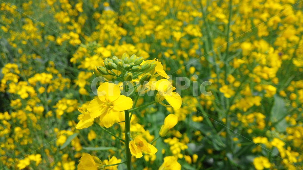 옥외,outdoor,flower,꽃,유채꽃,rapeflower,spring,봄,식물,자연,plants,nature,꽃,flower