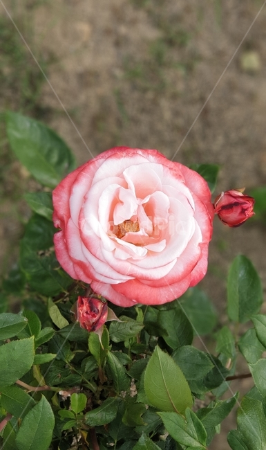 장미,꽃,rose,flower,분홍