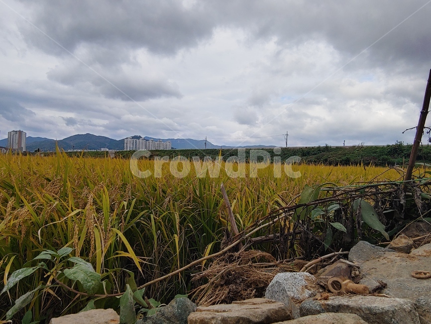 자연,날씨,흐림,흐린날,들판,가을,구름낀날,돌담,농촌,weather,풍경,농업,농사,agriculture,farming,farming industry