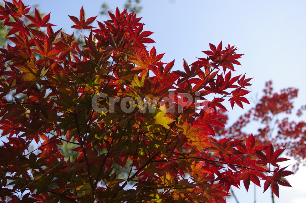 나무,단풍,가을,식물,나뭇잎,가을,계절,fall,autumn,season,plant,leaf,잎,tree,maple