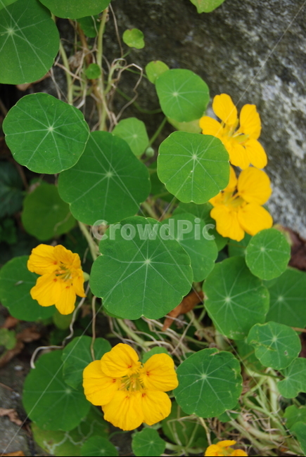 금암산,들꽃,자연,계절,탐방로,식물,자연,plants,nature,꽃,flower