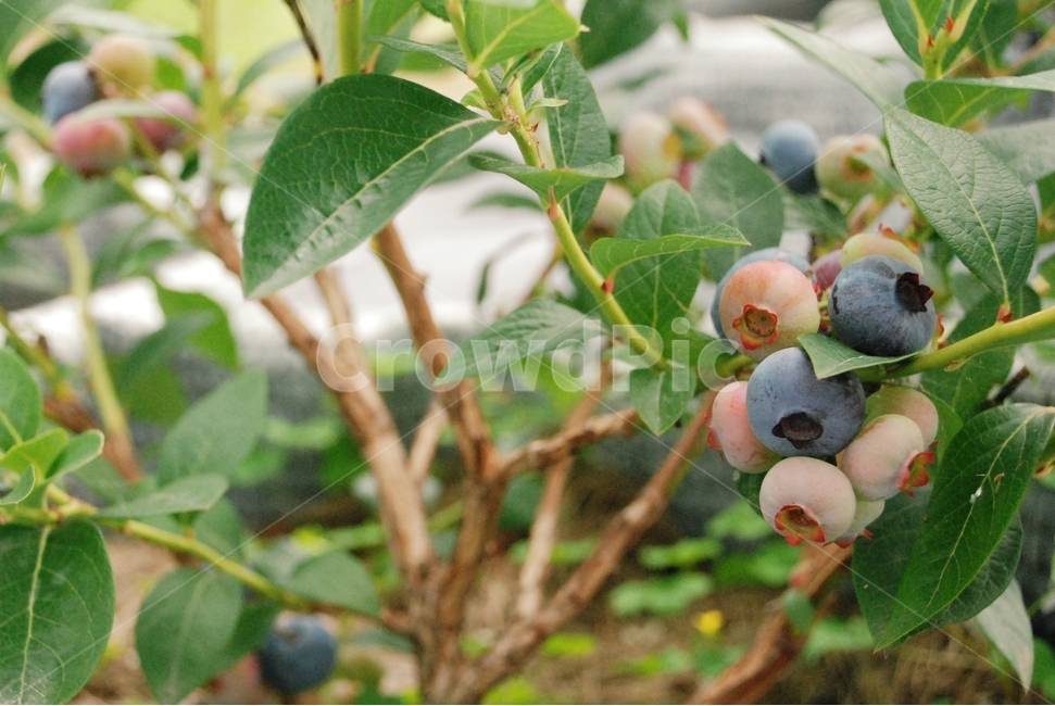 열매,블루베리,식물,자연,남색,보라색,분홍색,농작물,식물,자연,plants,nature,과일,열매,fruit