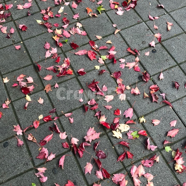 떨어진단풍,단풍,비오는날단풍,꽃잎,떨어진꽃잎