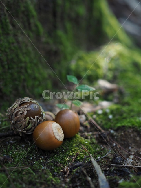 도토리,숲,녹색,배경,가을,자연,한국,이끼,acorn,forest,green,background,autumn,nature,korea,koreanacorn,moss,food,음식,nut,너트,과일,열매,fruit