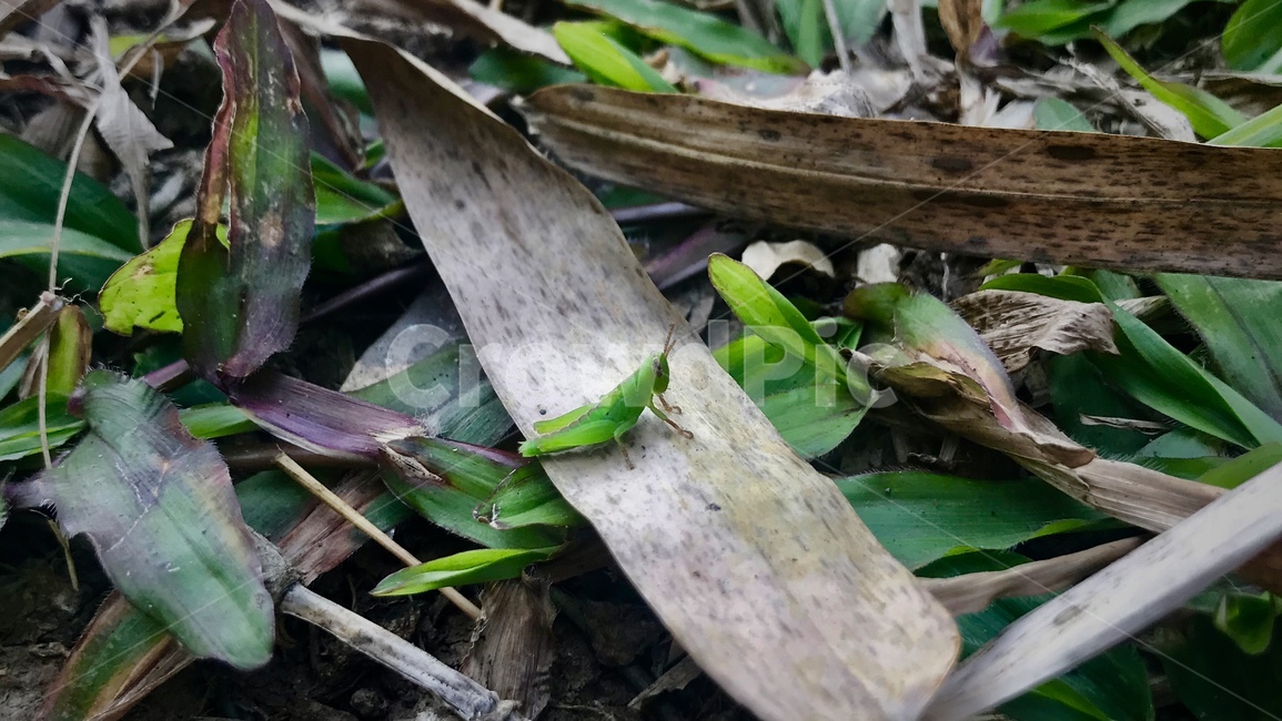 풀,동물,풀잎,방아깨비,곤충,자연,평온,편안,생태계,평화,초록,green,piece,nature,natural,insert,동물,animal,곤충,벌레,insect,bug