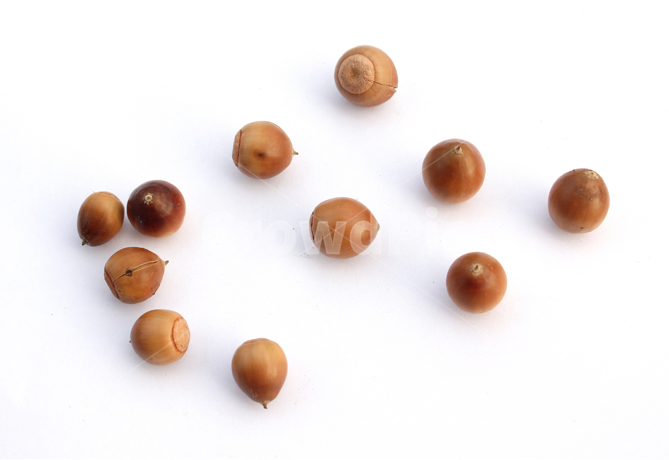 도토리,열매,가을,갈색,브라운,음식,식재료,자연,음식재료,붉은색,autumn,fall,acorn,brown,red,food,nature,흰배경,탑뷰,탑앵글,그림자