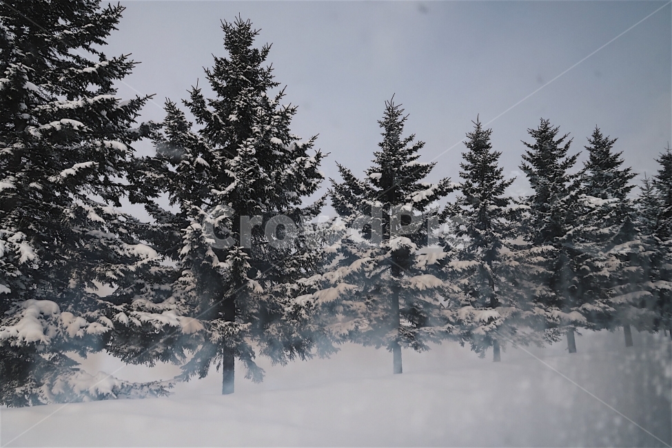 겨울,삿포로,크리스마스트리,눈,풍경,겨울,계절,winter,season,식물,자연,plants,nature,나무,trees,wood