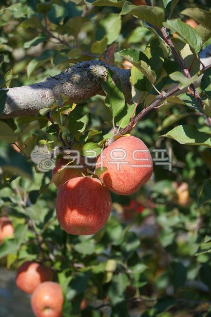 사과, 과일, 부사, 홍로, 홍옥, 사진,이미지,일러스트,캘리그라피 - Namupapa작가