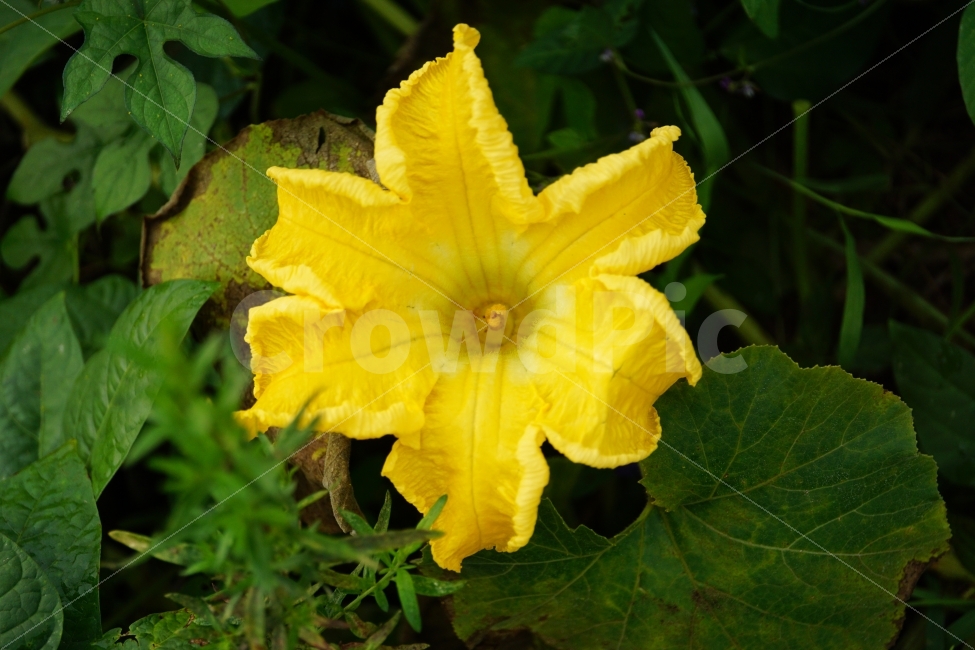 호박꽃,수꽃,노랑꽃,노란꽃,플라워,자연,Pumpkin,Squash,flower,nature,yellow,식물,plant,plants,곤충,벌레,메뚜기,방아깨비,여치,insect,animal,동물,감성,감성사진,힐링,힐링사진,스냅,스냅사진,스넵,스넵사진,snap,snapshot,노랑색,노란색,그린,녹색,연두색,green,접사,macro,화단,꽃밭,밭,9월,September,가을,가을꽃,계절,autumn,fall,season,풍경,landscape,한국의자연,한국자연,korea,식물,자연,plants,nature,꽃,flower