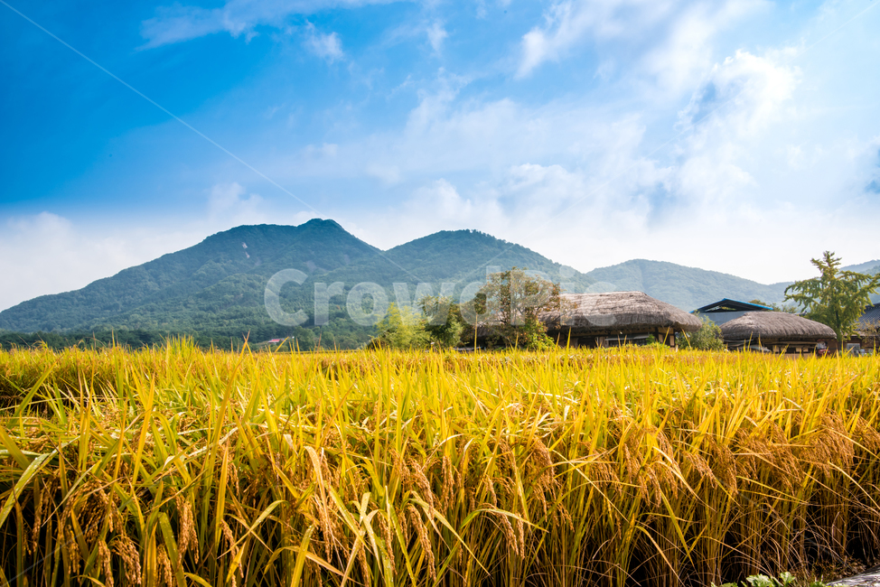 외암민속마을,민속마을,전통,초가집,농사,벼,가을,가을,계절,fall,autumn,season