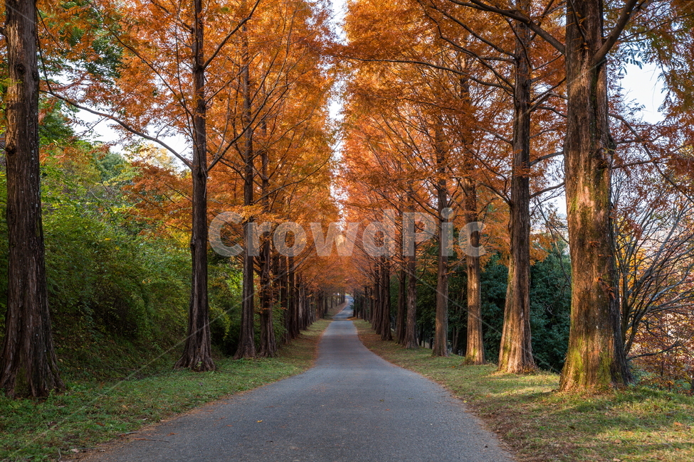 단풍,가을풍경,풍경,가을,가을날,landscape,가을길,가을,계절,fall,autumn,season,자연,풍경,nature,landscape,tree,나무,plant,식물