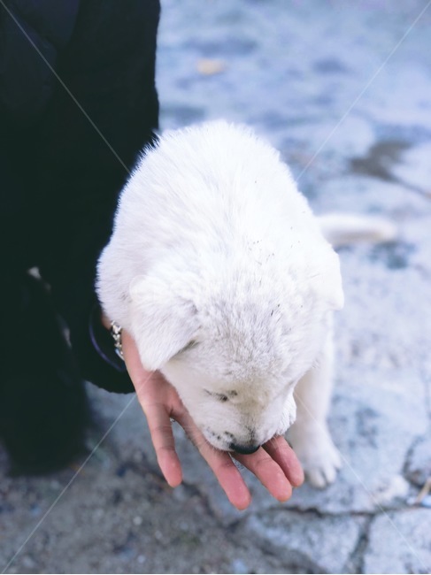 진돗개,강아지,하얀털,동물,개,동물,animal,포유류,mammal,개,강아지,dog,doggy