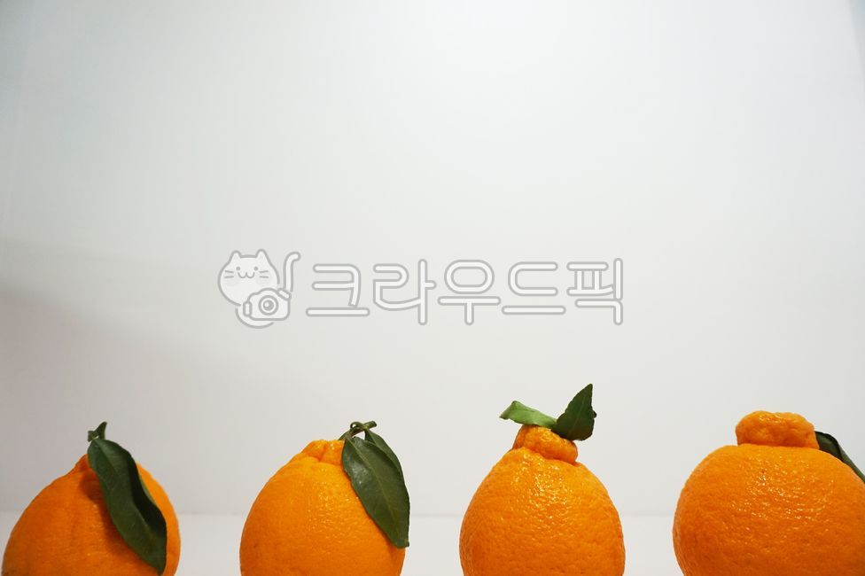 감귤,오렌지,food,귤,한라봉,제철과일,제주감귤,서귀포한라봉,효돈,서귀포,제주도특산물,제주,천혜향,orange,fruit,yellow,mandarin,음식,과일,채소,열매,달콤,주황색,제주한라봉,효돈감귤,제주특산물,제주도,특산물,상큼,delicious,영양