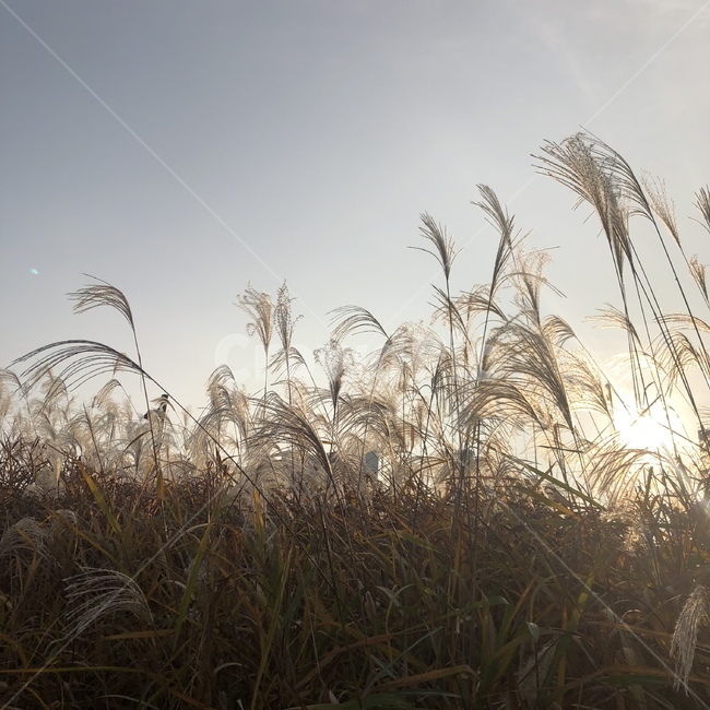 갈대밭,억새밭,노을,해질녘,twilight,reedfield,가을,계절,fall,autumn,season,grass,잔디,plant,식물,lawn,reed,갈대