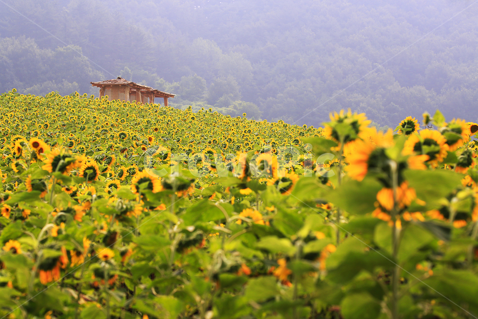 해바라기,정열,태양,사랑,그리움,식물,자연,plants,nature,꽃,flower