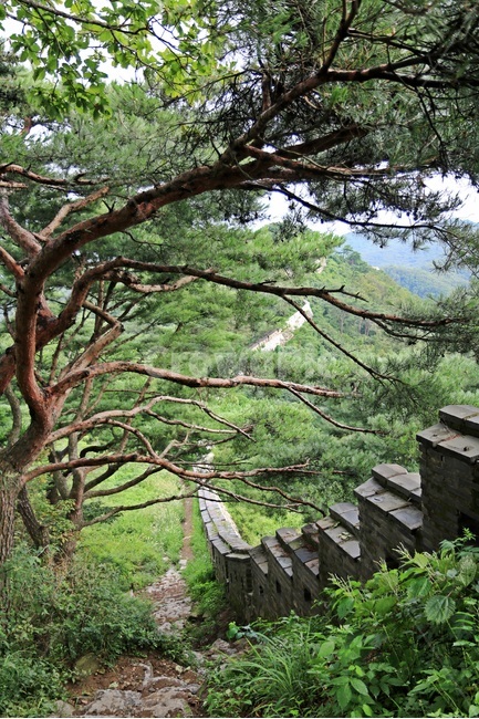 남한산성,산성,namhansanseongfortress,mountainfortress,namhansanseong,자연,풍경,nature,landscape,한국전통,한국문화,korean traditional,korean culture,tree,나무,plant,식물