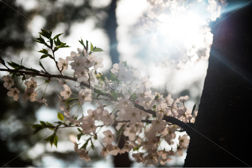 fancy,Cherry Blossom,Spring background,in full bloom,spring flowers,spring,background image,spring image,petal,plants,background photo,season,spring background,pretty,spring photo,nature,full bloom,flower,wildflowers,background,plant