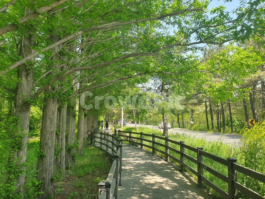 자연,산림,나무,산책,여유,힐링,녹음,여름