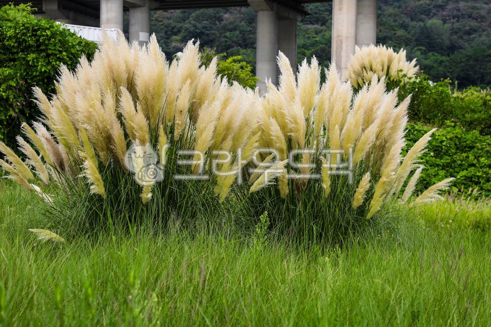 팜파스,팜파스그라스,대형억새,억새,팜파스식재,pampas,pampasgrass,bigbillionyearold,pampasvegetable