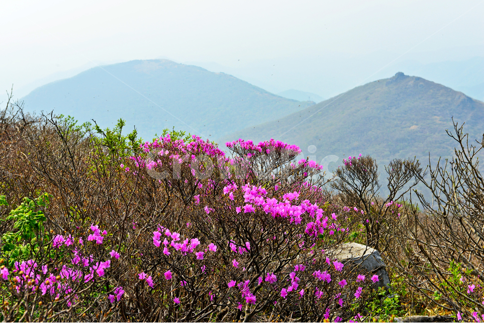 광주,무등산,무등산봄,서석대,입석대,주상절리대,철쭉꽃,철쭉,봄,계절,꽃,만개,flower,plant,식물,blossom,outdoors,옥외,자연,경치,경관,풍경