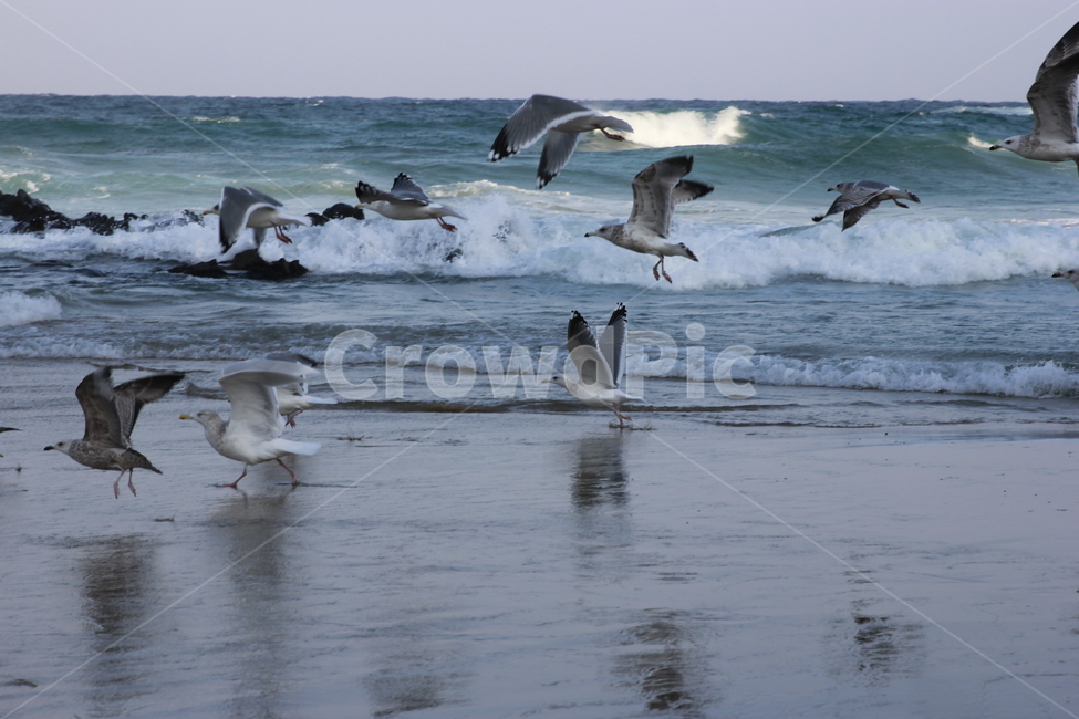 동해바다,바다,동해시,갈매기,파도,동물,animal,조류,새,birds