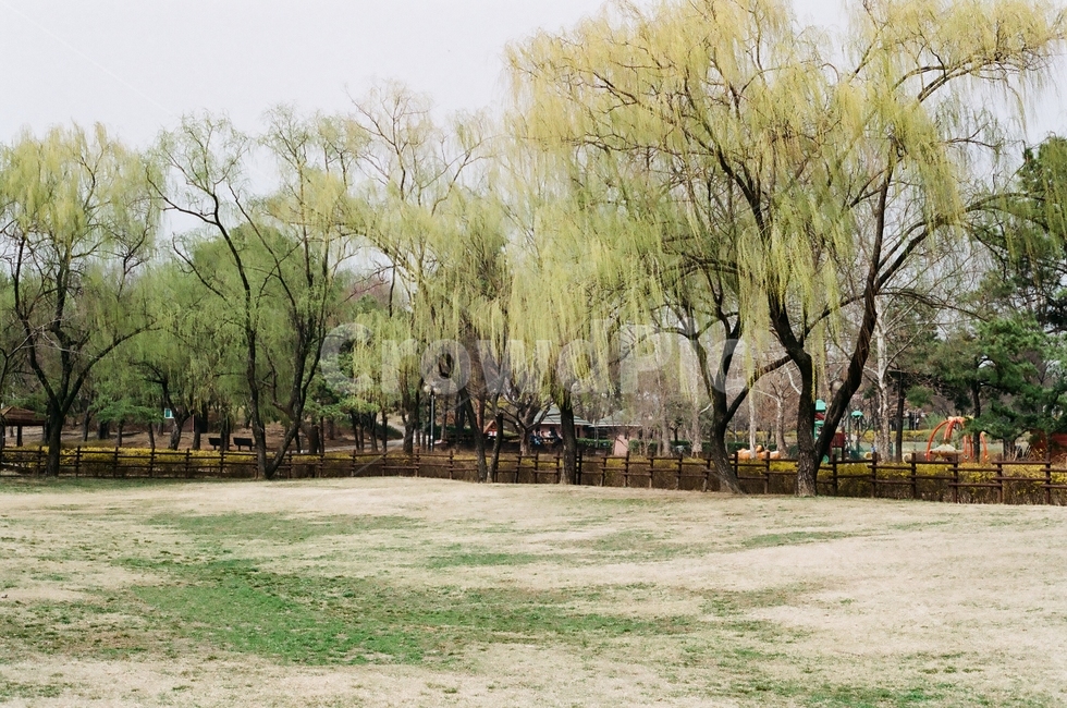 park,spring,tree,공원,봄,나무,봄,계절,spring,season,자연,풍경,nature,landscape,plant,식물,grass,잔디