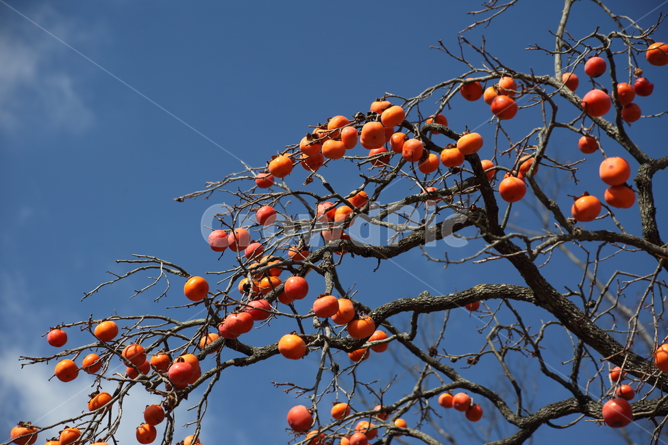 감나무,감,홍시,가을,persimmon,가을,계절,fall,autumn,season,식물,자연,plants,nature,과일,열매,fruit,plant,food,음식