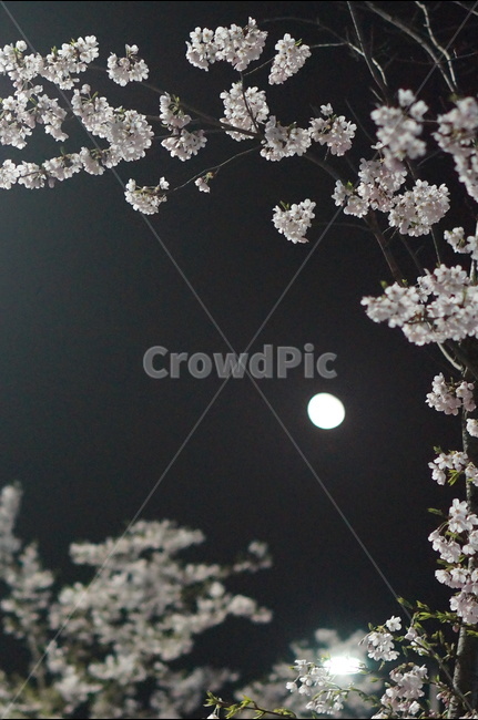 벗꽃,야경,밤,흰색,가로등,거리,봄,계절,spring,season,야경,밤,풍경,nightscape,night,landscape,식물,자연,plants,nature,꽃,flower,plant,blossom,cherry blossom,벚꽃