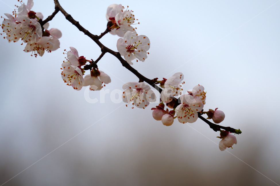 살구나무꽃,봄꽃,한국자연,꽃,꽃사진,플라워,flower,봄,spring,식물,plants,자연,nature,풍경,landscape,계절,season,snap,스냅,접사,macro,closeup,클로즈업,감성사진,감성,힐링,healing,느낌,feel,feeling,꽃밭,화단,나무,나뭇가지,tree,꽃봉오리,4월,April,살구나무,봄,계절,spring,season,식물,자연,plants,nature,꽃,flower,plant