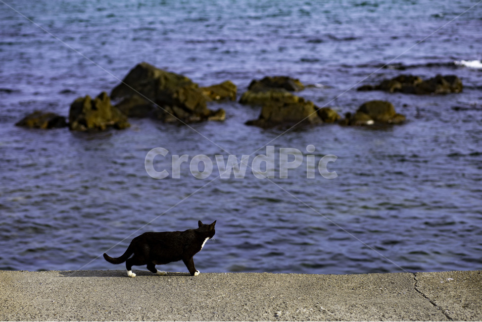 cat,sea,blue,고양이,바다,검은고양이,blackcat,시선,사색,speculation,동물,animal,포유류,mammal,고양이,cat,kitten,kitty