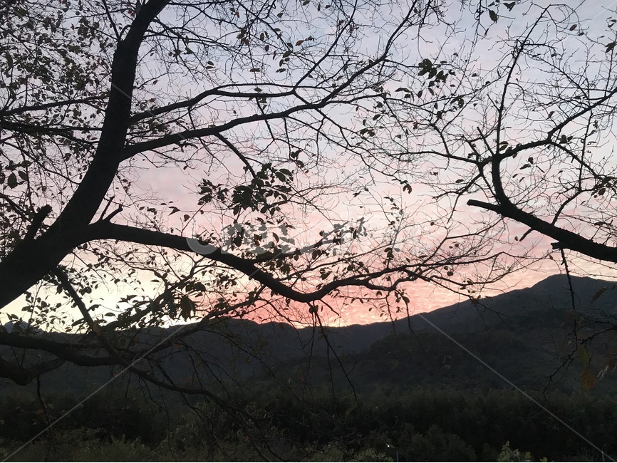 나무,자연,산,겨울,노을,풍경,자연,풍경,nature,landscape,outdoors,옥외,silhouette,실루엣